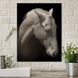 Картина Albino Horse